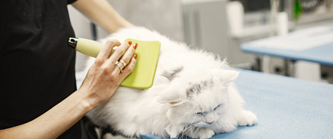 Vente Toilettage pour animaux for sale in Johannesburg 248827