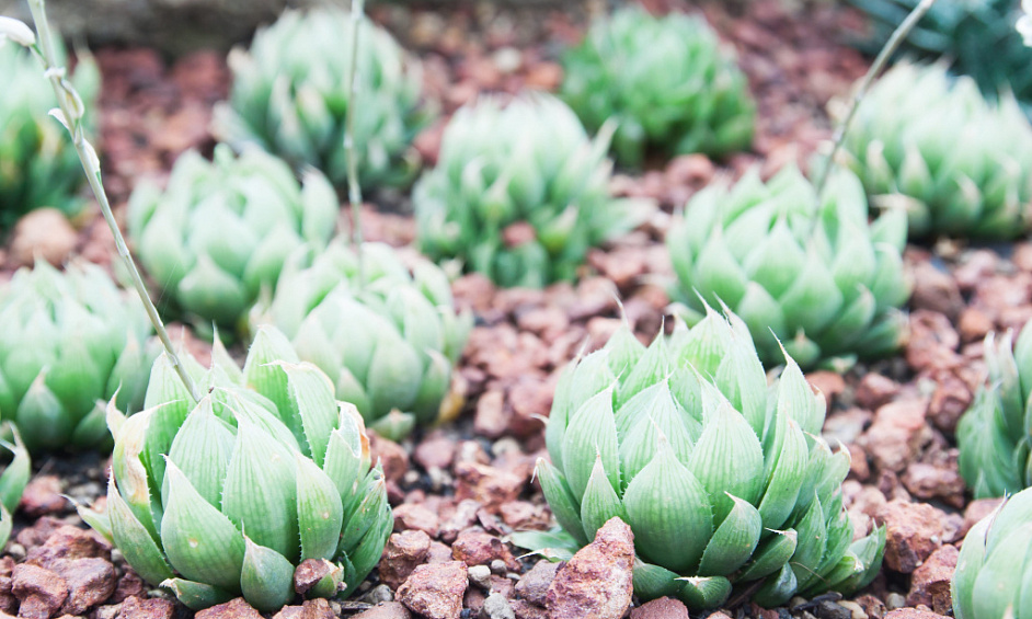 Investissement De Style De Vie : Ferme De Protea Avec Lodge Pour Invités Bien Établi À Vendre 1 Investissement De Style De Vie : Ferme De Protea Avec Lodge Pour Invités Bien Établi À Vendre 1
