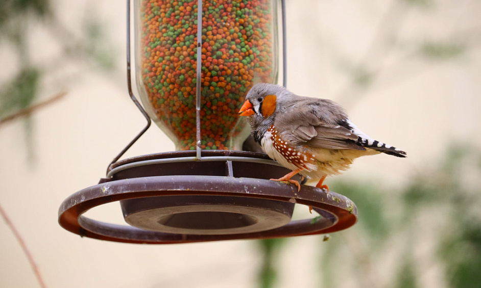 Entreprise d'alimentation pour oiseaux établie. Croissance. Devenez votre propre patron ! JHB banlieues nord. 1
