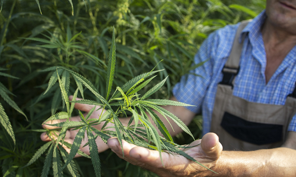 Entreprise De Cannabis Prête À L'Exploitation Avec Des Contrats D'Achat Établis 1 Entreprise De Cannabis Prête À L'Exploitation Avec Des Contrats D'Achat Établis 1